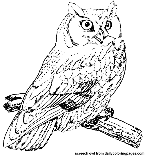 Dibujo para colorear: Aves (Animales) #11855 - Dibujos para Colorear e Imprimir Gratis