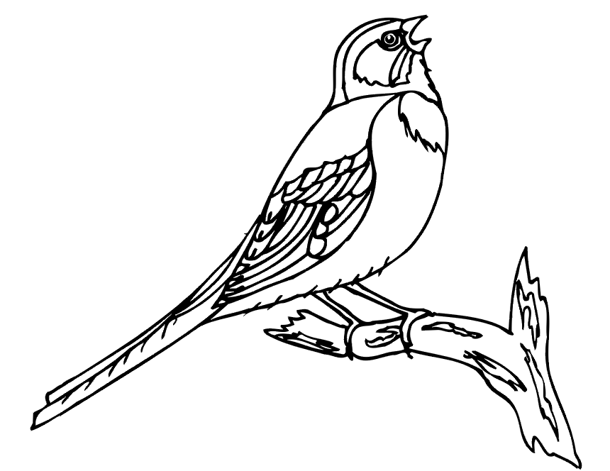 Dibujo para colorear: Aves (Animales) #11922 - Dibujos para Colorear e Imprimir Gratis