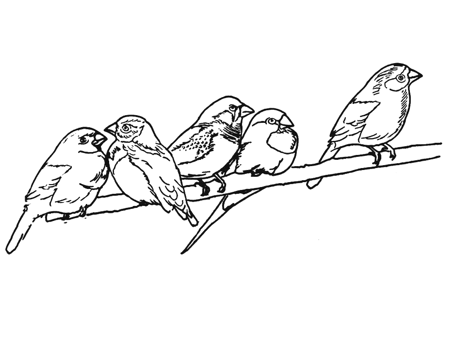 Dibujo para colorear: Aves (Animales) #12076 - Dibujos para Colorear e Imprimir Gratis