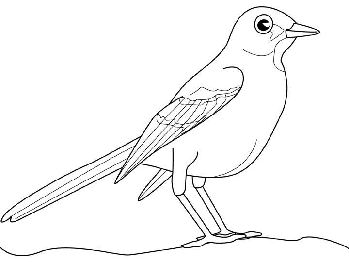 Dibujo para colorear: Aves (Animales) #12131 - Dibujos para Colorear e Imprimir Gratis