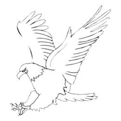 Dibujo para colorear: Águila (Animales) #276 - Dibujos para Colorear e Imprimir Gratis