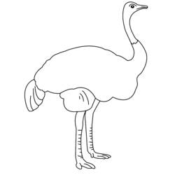 Dibujo para colorear: Avestruz (Animales) #679 - Dibujos para Colorear e Imprimir Gratis