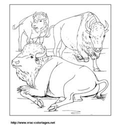 Dibujo para colorear: Bisonte (Animales) #1212 - Dibujos para Colorear e Imprimir Gratis
