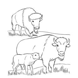 Dibujo para colorear: Bisonte (Animales) #1234 - Dibujos para Colorear e Imprimir Gratis