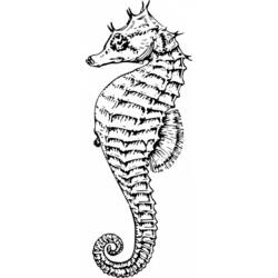 Dibujo para colorear: Caballito de mar (Animales) #18646 - Dibujos para Colorear e Imprimir Gratis