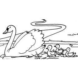 Dibujo para colorear: Cisne (Animales) #5008 - Dibujos para Colorear e Imprimir Gratis