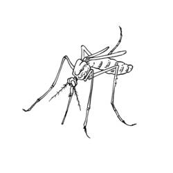 Dibujo para colorear: Mosquito (Animales) #11319 - Dibujos para Colorear e Imprimir Gratis