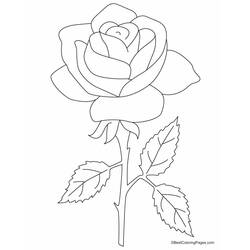 Dibujo para colorear: Rosas (Naturaleza) #161893 - Dibujos para Colorear e Imprimir Gratis