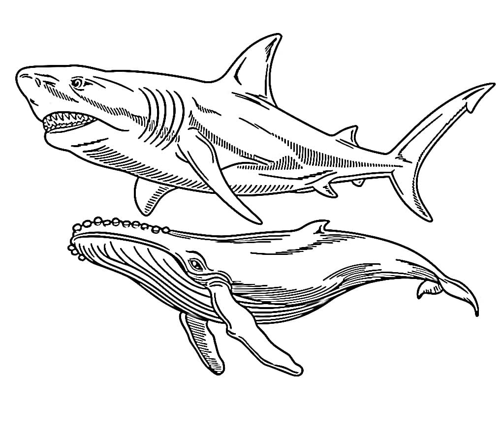 Dibujo gratuito Megalodón #220721 de la coleccion Animales Prehistóricos para imprimir Dibujo gratuito Megalodón #220721 de la coleccion Animales Prehistóricos para imprimir