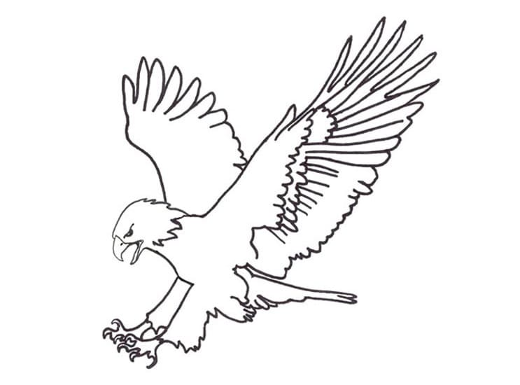Dibujo gratuito Águila #185153 de la coleccion Animales para imprimir