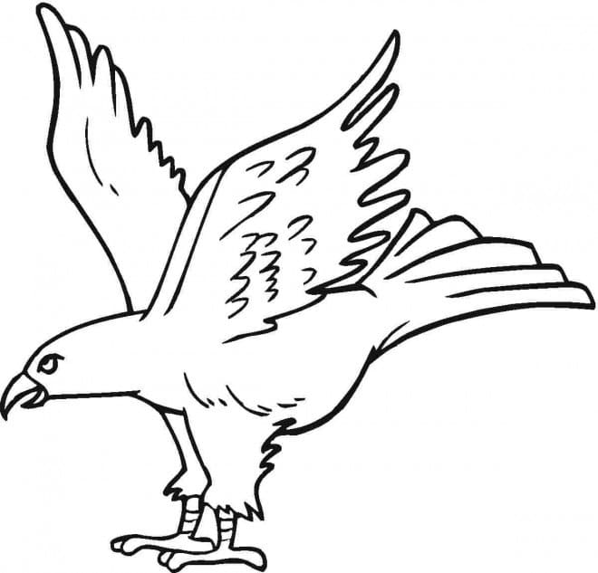 Dibujo gratuito Águila #185173 de la coleccion Animales para imprimir