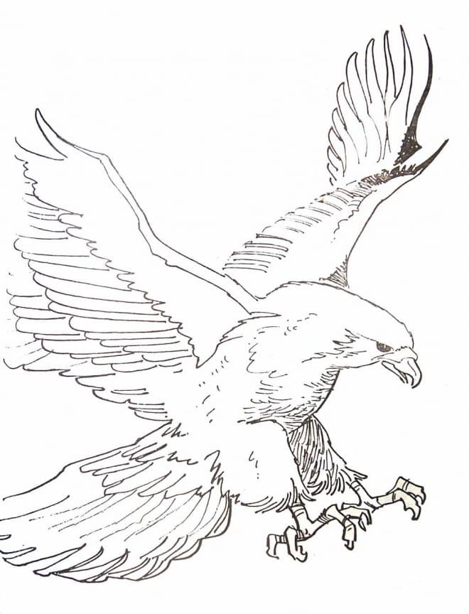 Dibujo gratuito Águila #185185 de la coleccion Animales para imprimir