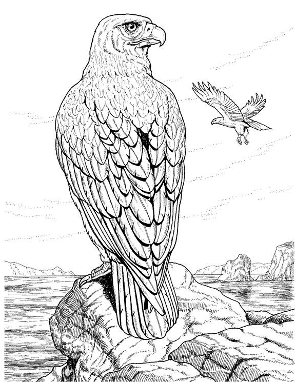 Dibujo para colorear: Águila (Animales) #277 - Dibujos para colorear