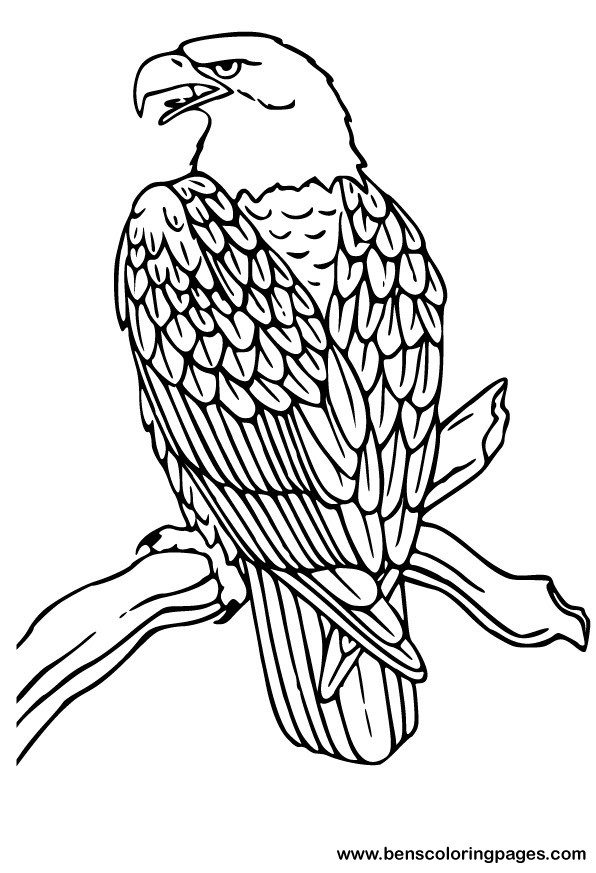 Dibujo para colorear: Águila (Animales) #279 - Dibujos para colorear