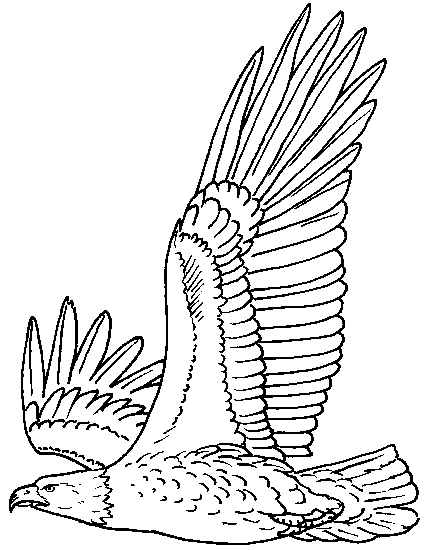 Dibujo para colorear: Águila (Animales) #280 - Dibujos para colorear