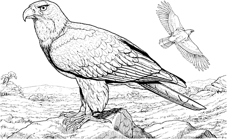 Dibujo para colorear: Águila (Animales) #283 - Dibujos para Colorear e Imprimir Gratis