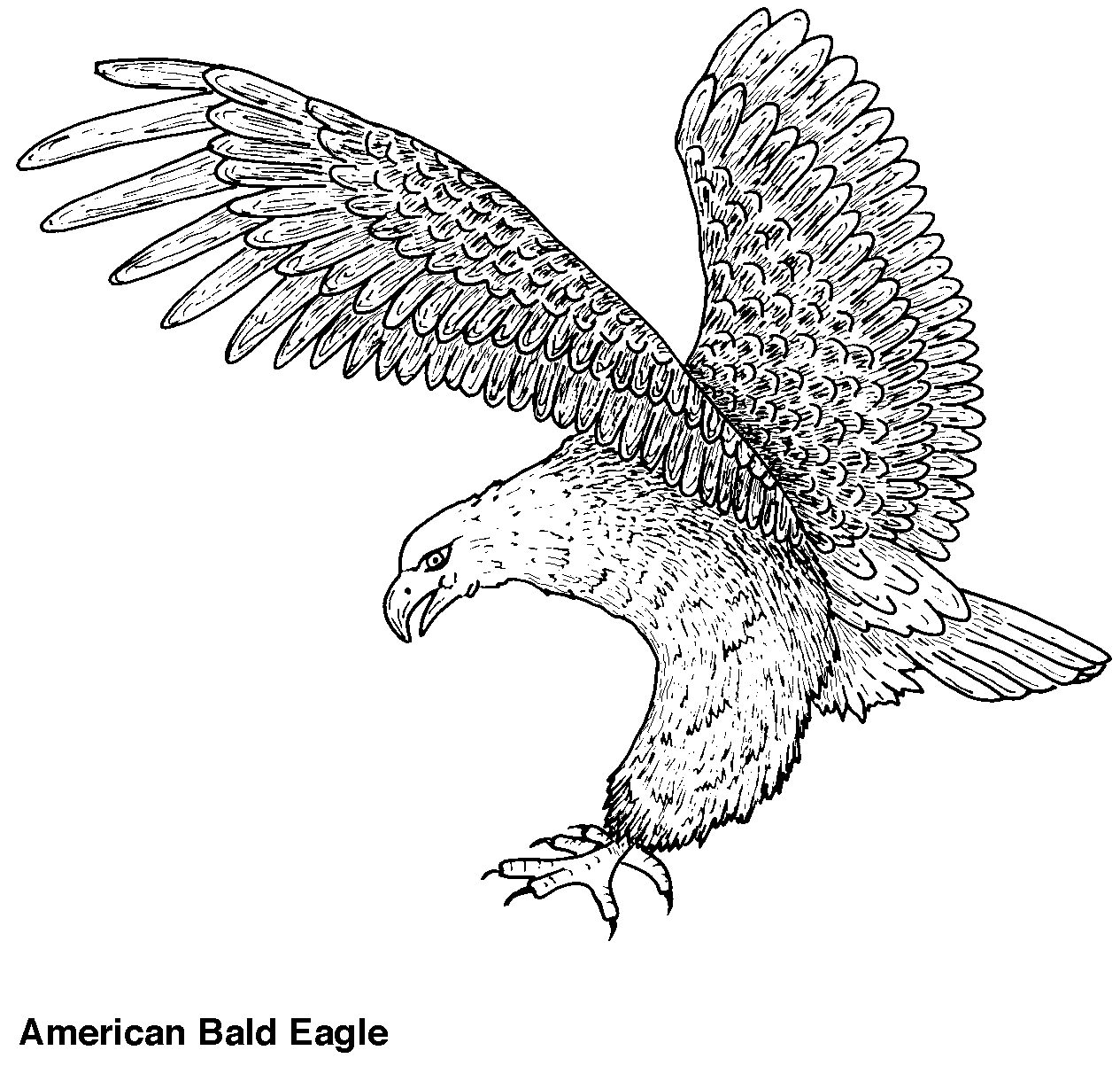 Dibujo para colorear: Águila (Animales) #285 - Dibujos para colorear