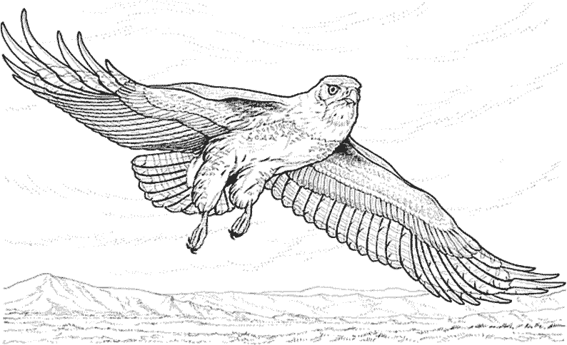 Dibujo para colorear: Águila (Animales) #287 - Dibujos para colorear