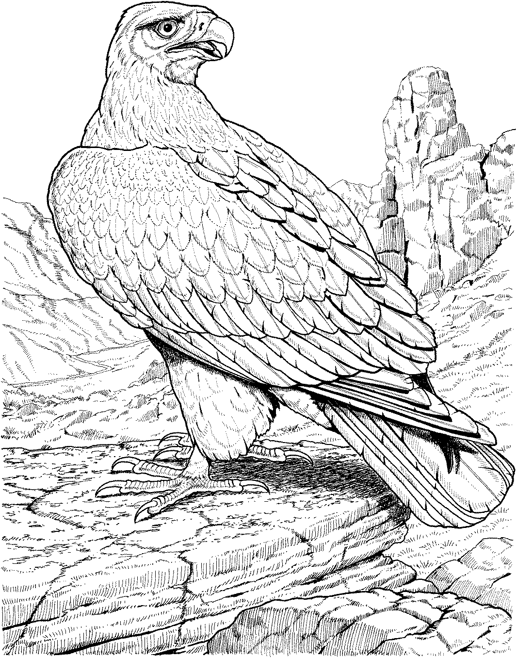 Dibujo para colorear: Águila (Animales) #291 - Dibujos para colorear