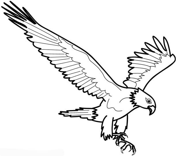 Dibujo para colorear: Águila (Animales) #294 - Dibujos para Colorear e Imprimir Gratis