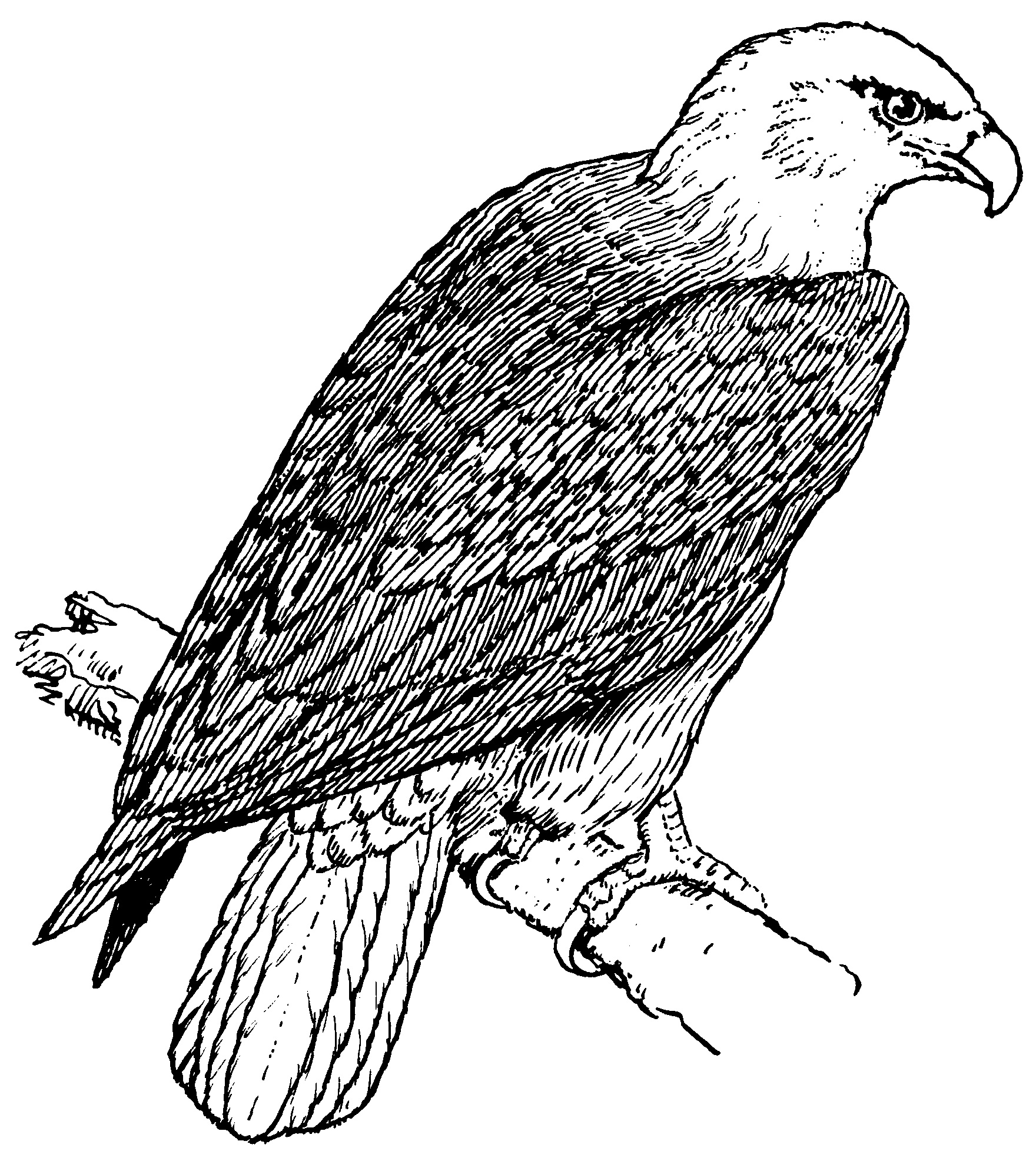 Dibujo para colorear: Águila (Animales) #298 - Dibujos para colorear
