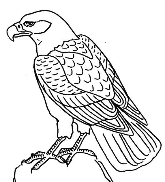 Dibujo para colorear: Águila (Animales) #302 - Dibujos para Colorear e Imprimir Gratis