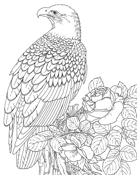 Dibujo para colorear: Águila (Animales) #304 - Dibujos para colorear