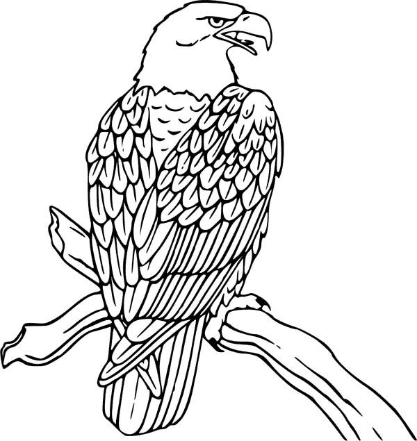 Dibujo para colorear: Águila (Animales) #308 - Dibujos para colorear