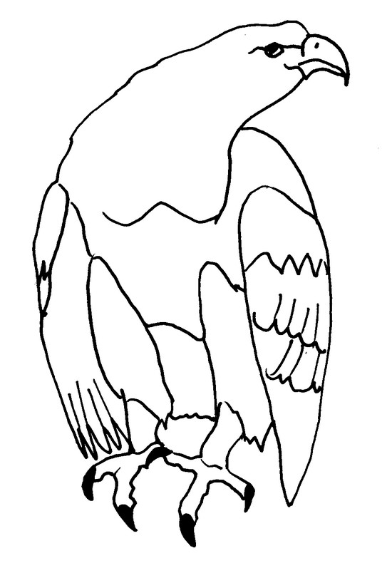 Dibujo para colorear: Águila (Animales) #316 - Dibujos para colorear y pintar