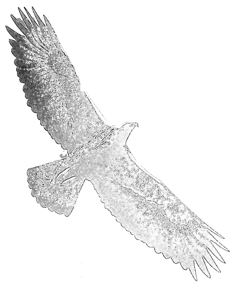 Dibujo para colorear: Águila (Animales) #321 - Dibujos para colorear