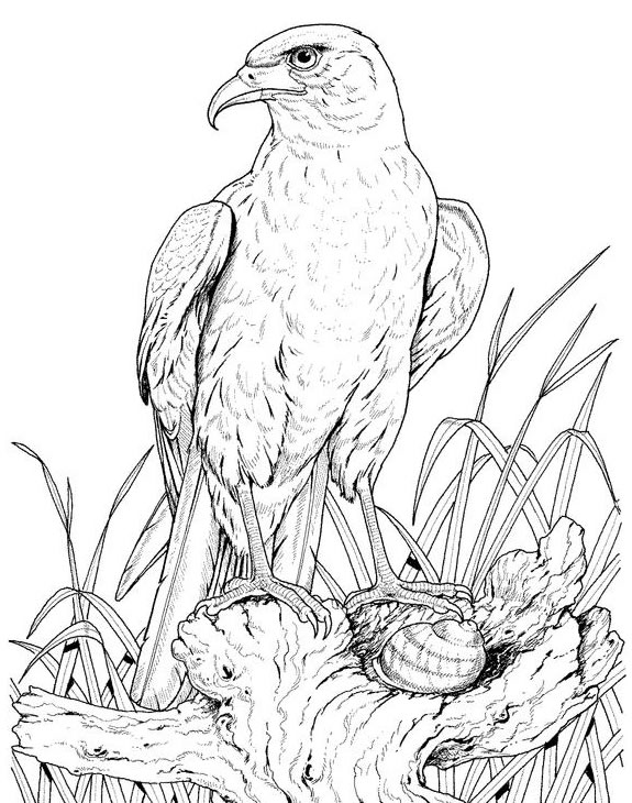 Dibujo para colorear: Águila (Animales) #328 - Dibujos para Colorear e Imprimir Gratis