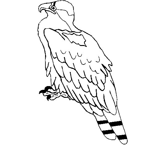 Dibujo para colorear: Águila (Animales) #373 - Dibujos para colorear