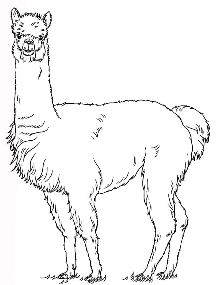 Dibujo gratuito Alpaca #217303 de la coleccion Animales para imprimir