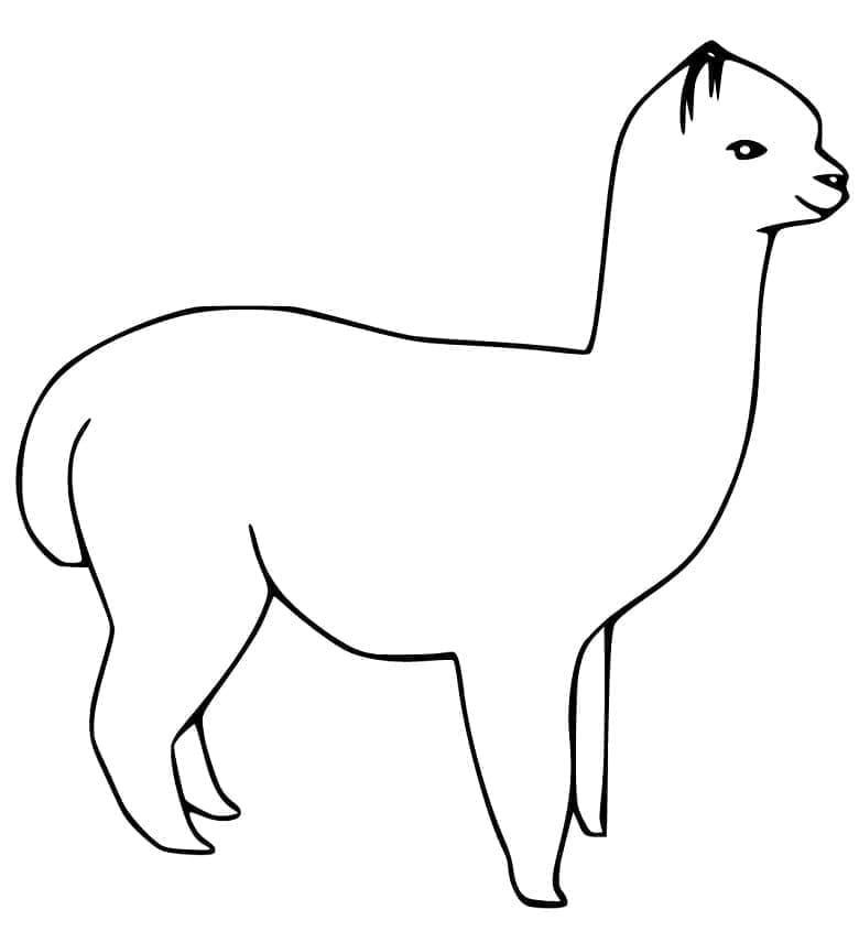 Dibujo gratuito Alpaca #217318 de la coleccion Animales para imprimir