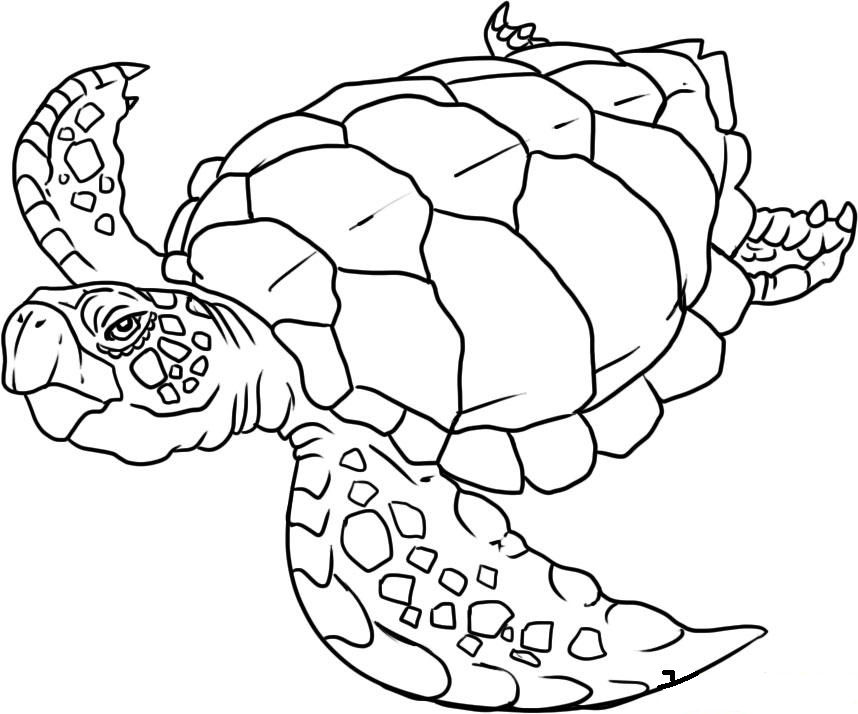 Dibujo para colorear: Animales marinos (Animales) #22001 - Dibujos para colorear