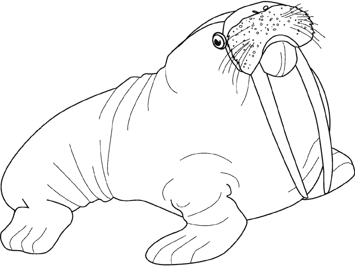 Dibujo para colorear: Animales marinos (Animales) #22006 - Dibujos para colorear
