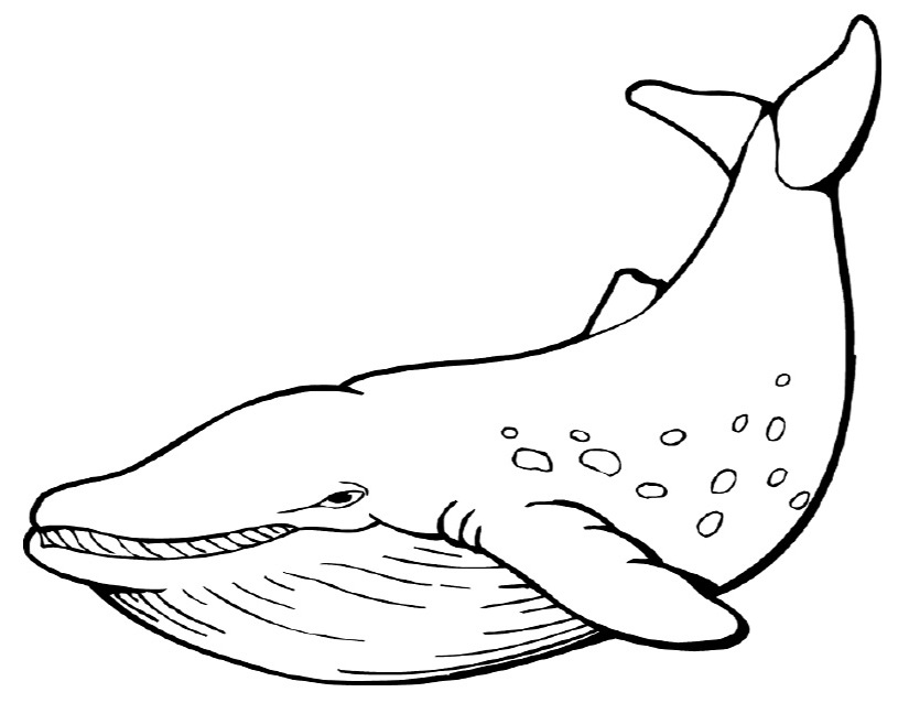 Dibujo para colorear: Animales marinos (Animales) #22041 - Dibujos para Colorear e Imprimir Gratis
