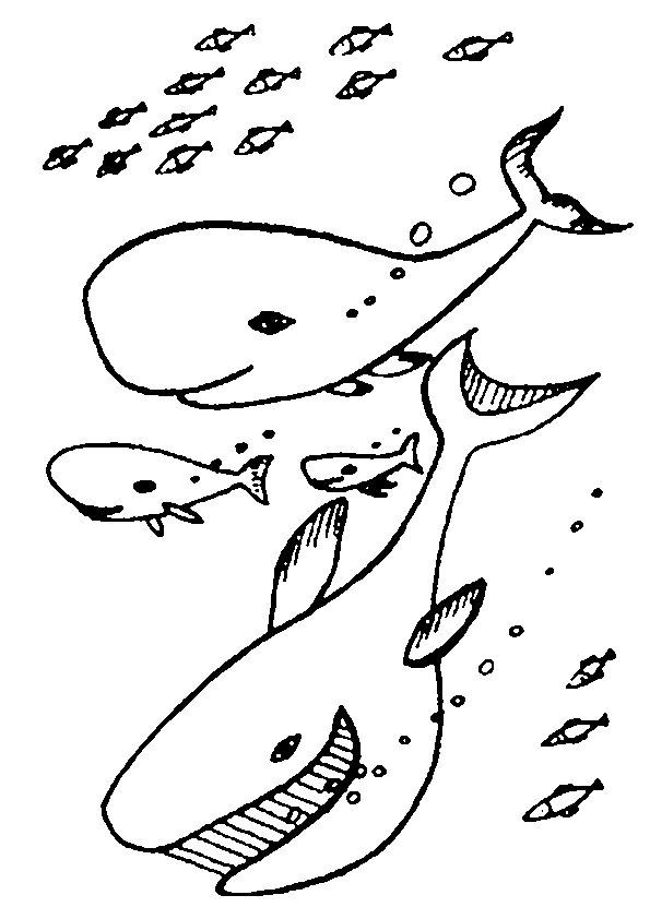 Dibujo para colorear: Animales marinos (Animales) #22118 - Dibujos para colorear