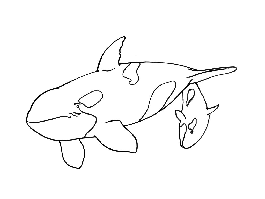 Dibujo para colorear: Animales marinos (Animales) #22181 - Dibujos para colorear