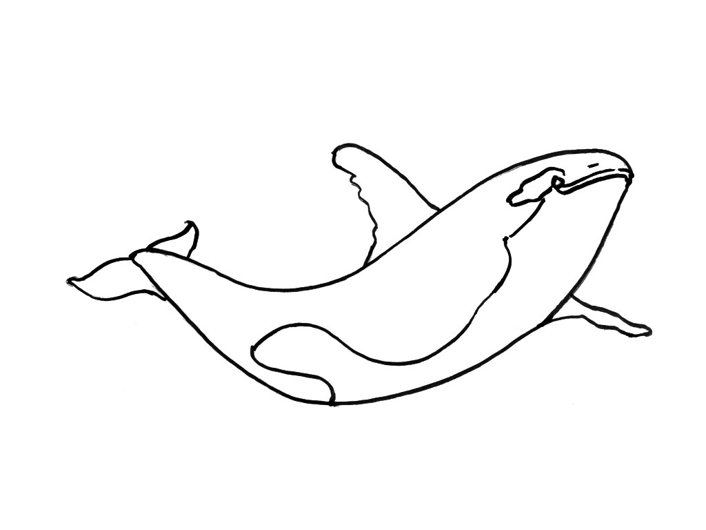 Dibujo para colorear: Animales marinos (Animales) #22188 - Dibujos para colorear