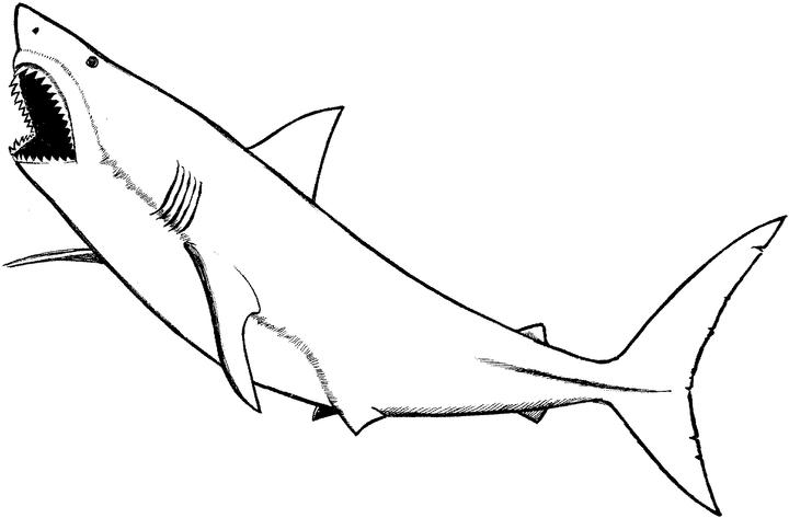 Dibujo para colorear: Animales marinos (Animales) #22211 - Dibujos para colorear