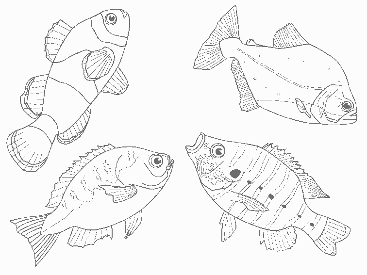 Dibujo para colorear: Animales marinos (Animales) #22222 - Dibujos para colorear