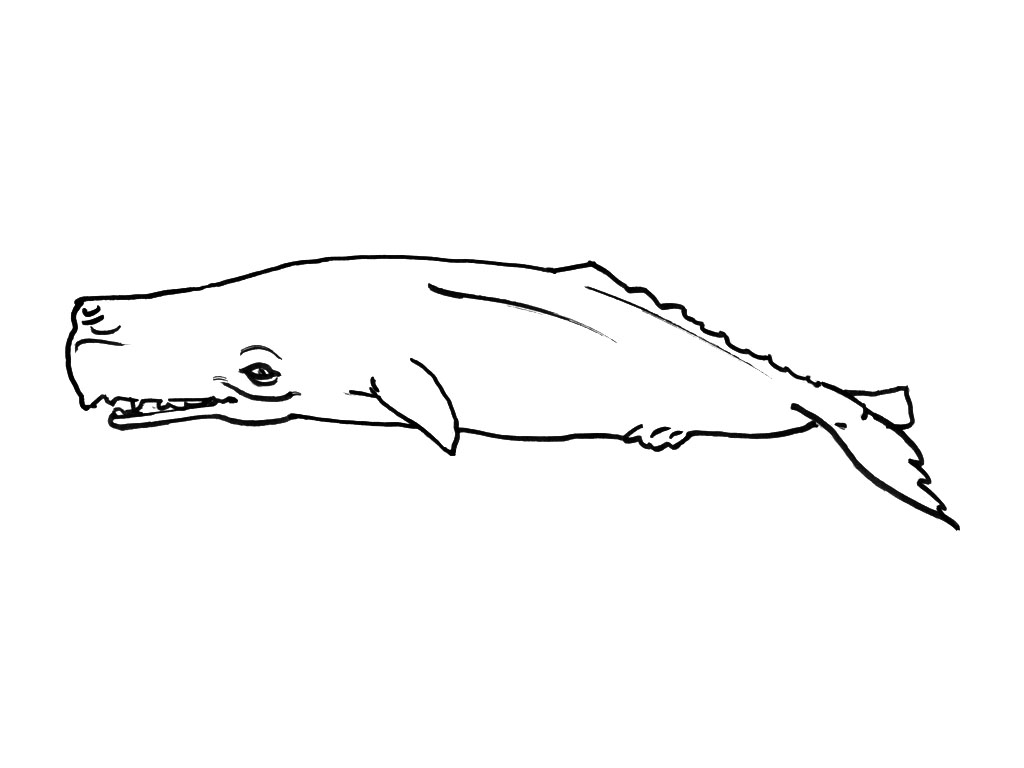 Dibujo para colorear: Animales marinos (Animales) #22224 - Dibujos para colorear