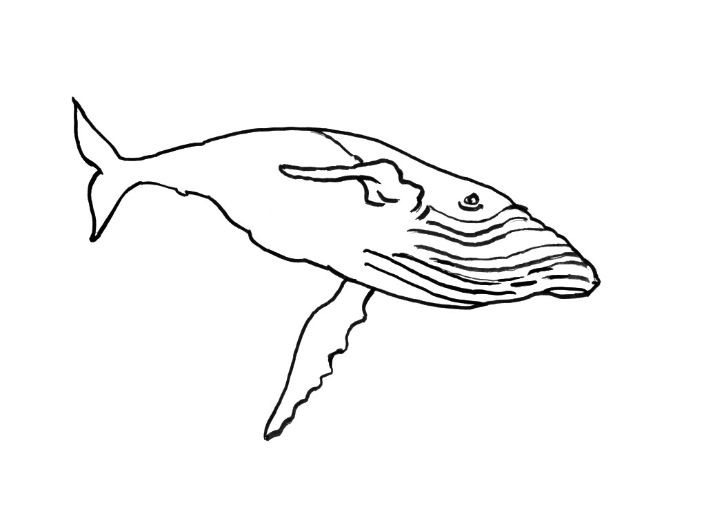 Dibujo para colorear: Animales marinos (Animales) #22241 - Dibujos para Colorear e Imprimir Gratis