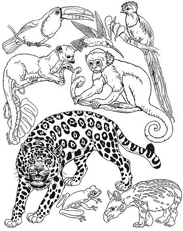 Dibujo para colorear: Animales salvajes / de la selva (Animales) #21101 - Dibujos para Colorear e Imprimir Gratis