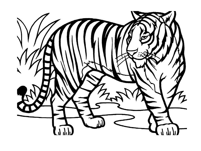 Dibujo para colorear: Animales salvajes / de la selva (Animales) #21114 - Dibujos para colorear