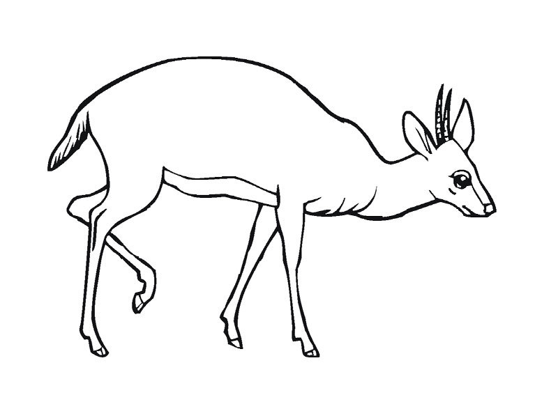 Dibujo para colorear: Animales salvajes / de la selva (Animales) #21119 - Dibujos para Colorear e Imprimir Gratis