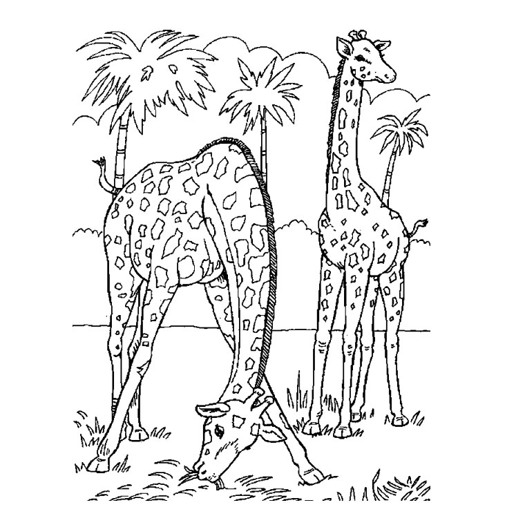 Dibujo para colorear: Animales salvajes / de la selva (Animales) #21144 - Dibujos para Colorear e Imprimir Gratis