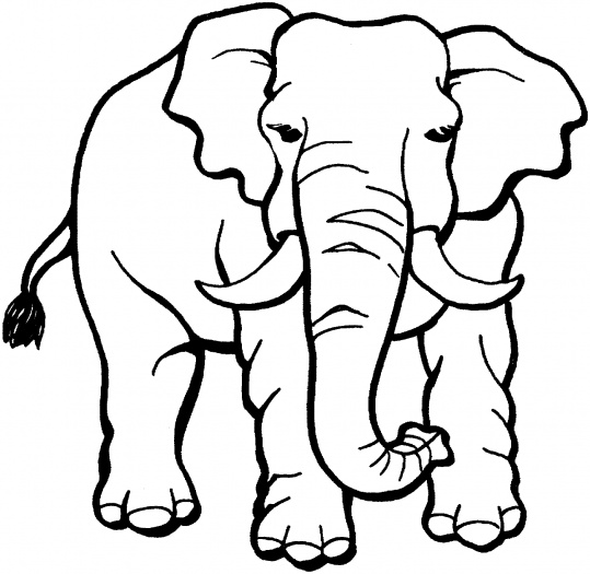 Dibujo para colorear: Animales salvajes / de la selva (Animales) #21155 - Dibujos para colorear