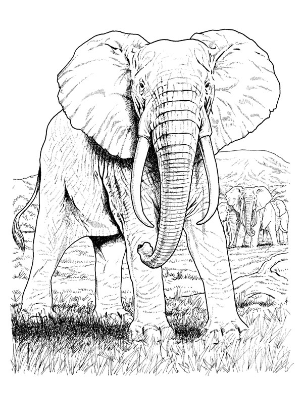 Dibujo para colorear: Animales salvajes / de la selva (Animales) #21239 - Dibujos para Colorear e Imprimir Gratis